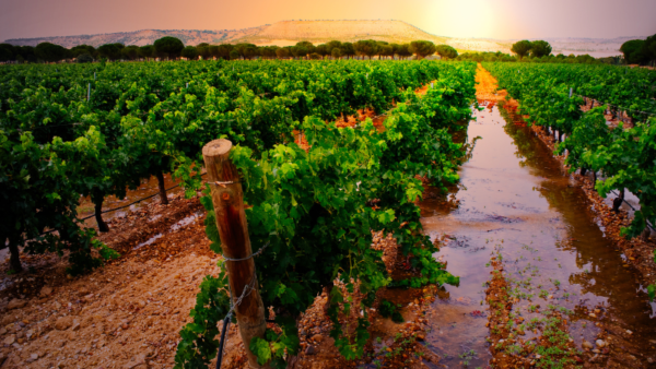 Experience Zamora - Image 2